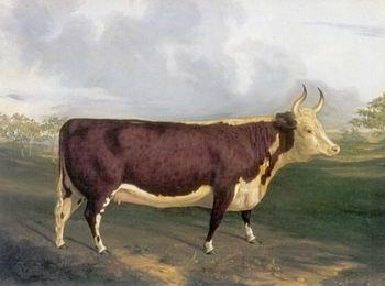 unknow artist Cow 145 oil painting image